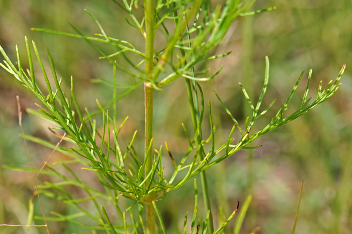 Southwestern Cosmos has thin green leaves. The leaves are glabrous, pinnatifid or dissected into arrow thread-like lobes segments. Cosmos parviflorus